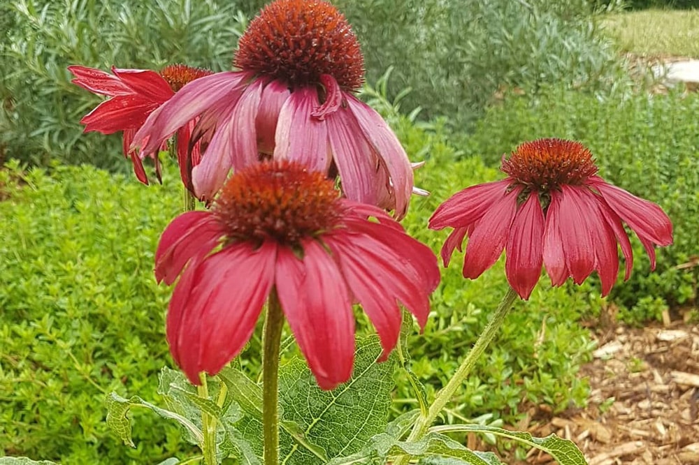 Permaculture pour les organismes : Forêt nourricière résiliente pour HEC Montréal