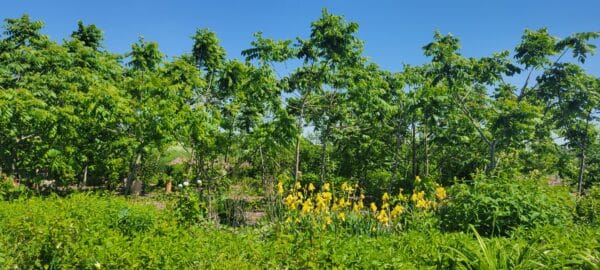 foret-nourriciere-boucherville